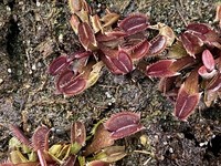 Dionaea muscipula | Mucholapka podivná | klon Amteborous