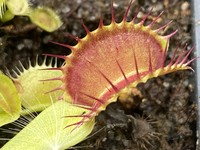 Dionaea muscipula | Mucholapka podivná | klon B52