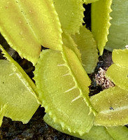Dionaea muscipula | Mucholapka podivná | klon Belzebub