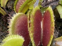 Dionaea muscipula | Mucholapka podivná | klon Big Dracula