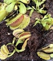 Dionaea muscipula | Mucholapka podivná | klon Brutal Shark