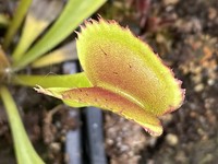 Dionaea muscipula | Mucholapka podivná | klon Coq Couche x Up Giant