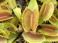 Dionaea muscipula | Mucholapka podivná | klon Coq Couche