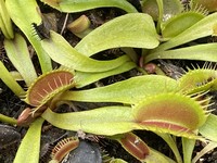 Dionaea muscipula | Mucholapka podivná | klon Curled
