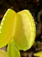 Dionaea muscipula | Mucholapka podivná | klon DF Wizard