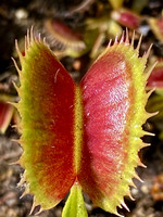 Dionaea muscipula | Mucholapka podivná | klon Fico D India