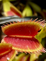 Dionaea muscipula | Mucholapka podivná | klon Flaming Lips