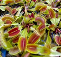 Dionaea muscipula | Mucholapka podivná | klon Flexx