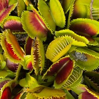 Dionaea muscipula | Mucholapka podivná | klon Giant Clam