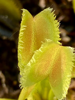 Dionaea muscipula | Mucholapka podivná | klon Lunatic Fringe