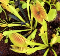 Dionaea muscipula | Mucholapka podivná | klon Pale Trap