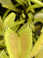 Dionaea muscipula | Mucholapka podivná | klon Pale Trap