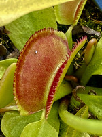 Dionaea muscipula | Mucholapka podivná | klon Periscope