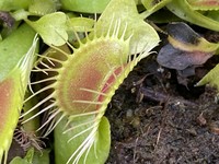 Dionaea muscipula | Mucholapka podivná | klon Phalanx