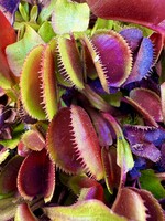 Dionaea muscipula | Mucholapka podivná | klon Red Microdent