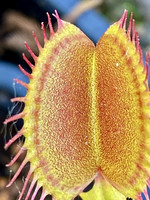 Dionaea muscipula | Mucholapka podivná | klon Titan Cone