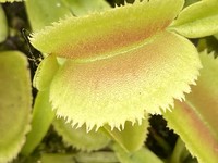 Dionaea muscipula | Mucholapka podivná | klon Whale