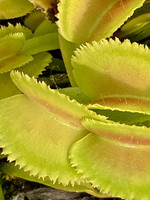 Dionaea muscipula | Mucholapka podivná | klon Whale