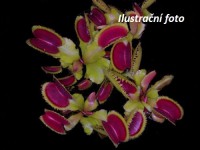 Dionaea muscipula | Mucholapka podivná | Krátkozubý typ