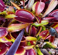 Dionaea muscipula | Mucholapka podivná | Microdent red