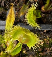 Dionaea muscipula | Mucholapka podivná | PomPom Punk