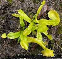 Dionaea muscipula | Mucholapka podivná | PomPom Spiderman