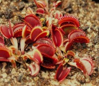 Dionaea muscipula | Mucholapka podivná | Red Purple
