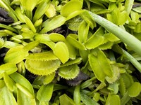 Dionaea muscipula | Mucholapka podivná | Sawtooth all green