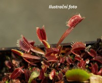 Dionaea muscipula | Mucholapka podivná | semenáč