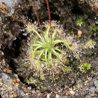 Drosera allantostigma x omissa | australská trpasličí rosnatka | 1 - 3 rostliny