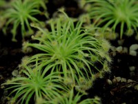 Drosera broomensis | rosnatka okruhu petiolaris
