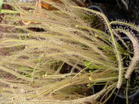 Drosera filiformis | rosnatka niťovitá | 15 - 20 cm