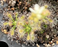 Drosera grievei | australská trpasličí rosnatka | 2 - 4 rostliny