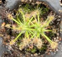 Drosera lasiantha | australská trpasličí rosnatka | 1 - 3 rostliny