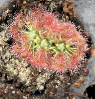 Drosera nitidula x occidentalis | australská trpasličí rosnatka | 2 - 4 rostliny