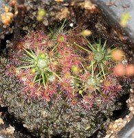 Drosera occidentalis | australská trpasličí rosnatka | 2 - 5 rostlin