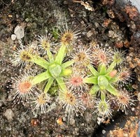 Drosera pulchella Mt. Cook | australská trpasličí rosnatka | 2 - 4 rostliny