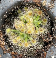 Drosera pulchella Scott river | australská trpasličí rosnatka | 2 - 4 rostliny