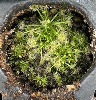 Drosera pygmaea | New Zealand | australská trpasličí rosnatka | 2 - 5 rostlin