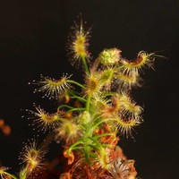Drosera scorpioides | australská trpasličí rosnatka | 2 - 4 rostliny