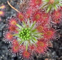 Gemmy | Drosera grievei | 5 kusů gemmů