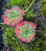 Gemmy | Drosera platystigma | 5 kusů gemmů