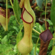 Nepenthes alata (Sibuyan) | Láčkovka baňatá