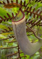 Nepenthes albomarginata | červeně pruhovaná forma | láčkovka lemovaná | 6 - 15 cm
