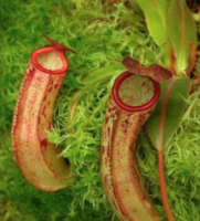 Nepenthes albomarginata x klossii | 6 - 10 cm