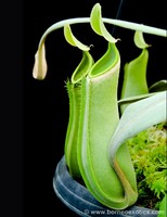 Nepenthes albomarginata | zelená forma | láčkovka lemovaná | 6 - 10 cm