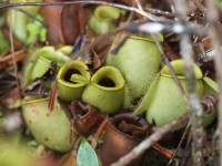Nepenthes ampullaria (Brunei) - zelená | Láčkovka baňatá