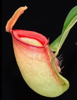 Nepenthes ampullaria x campanulata | 6 - 10 cm