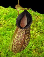 Nepenthes (aristolochioides x spectabilis) x hamata | 6 - 10 cm