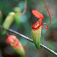 Nepenthes bellii | Láčkovka